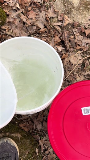 Maple Tapping: Collecting sap from all our maple trees to make 1 giant batch of maple syrup! #homesteading #ruralking #maplesyrupseason #maplesyrup #mapletapping @Rural King