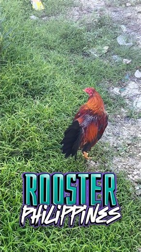 Rooster Philippines