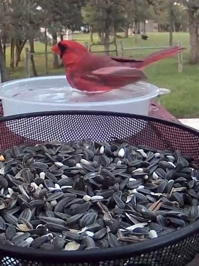 Evening Cardinal Bath