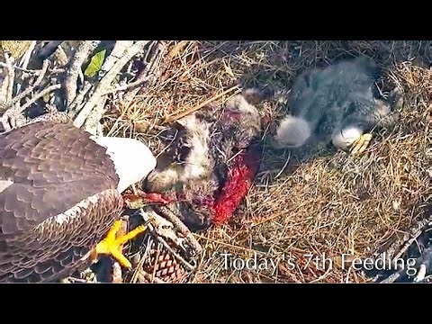 #170🦅E26🐥16°／SWFL Bald Eagle Nest 2025-2026／F23💗M15／Powerd by Southwest Florida Eagle Cam