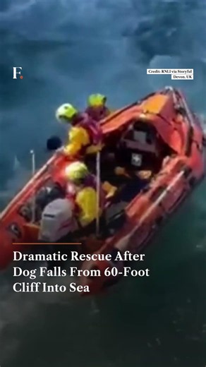 Dramatic Rescue After Dog Falls From 60 Foot Cliff Into Sea | N18G