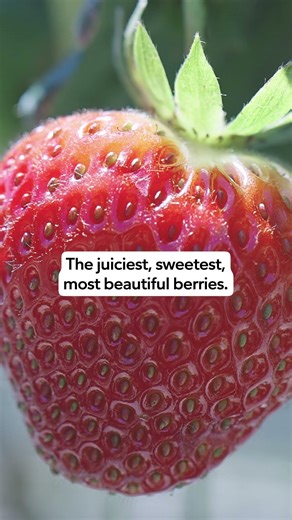 Publix: The best berries.