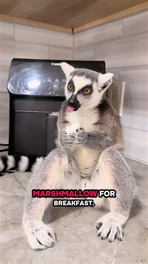 Typical mornings with Sméagol 🐒 #lemur #monkey #exoticpets #breakfasttime #monkeyboy