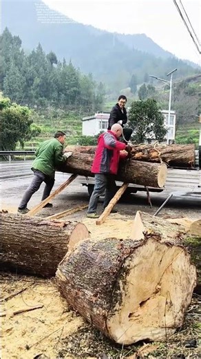 Leveraging Tradition: How Wooden Poles Move Timber With Timeless Ingenuity