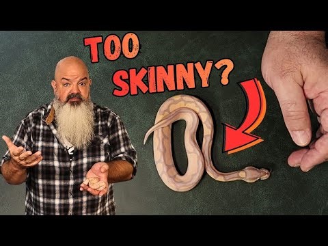 Is Your Snake The Right Size? Body Condition Review!