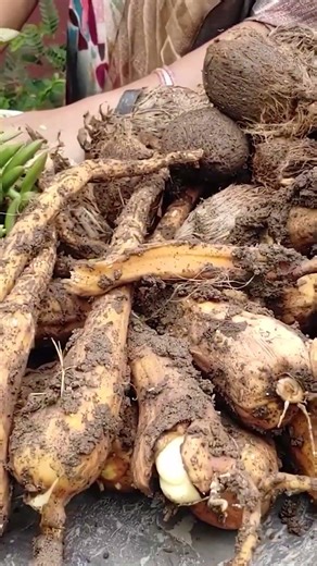 చింతచిగురు ఎగిరిపోయింది || TELUGU GARDEN VLOG