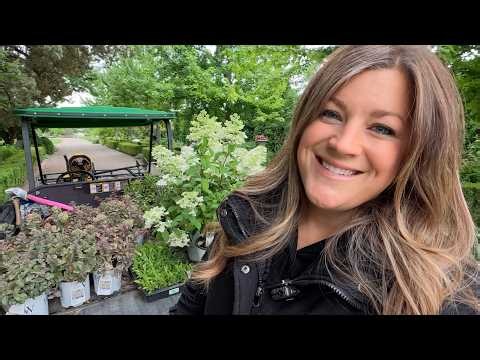 Vanilla Update, Planting Perennials & Hydrangeas in the Entry Garden + Rose Deadheading! 🪴🌿🥀