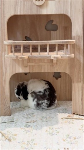 Bunny Priorities: BoBo Loves Grooming. Ana Loves Hay… and Chaos 🤭🐼🐻🐰