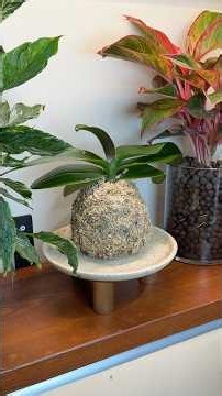 I Moved My Wife’s Orchid to Moss… Not Sure What to Expect.