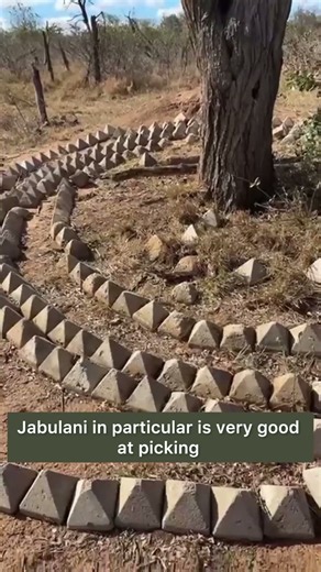 How to Protect Trees from Elephants in the Bush!