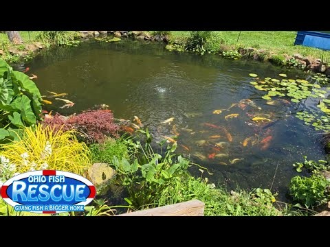 We finally got the pond clear and you can see the bottom