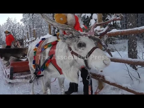 Catch up with the reindeer in Lapland