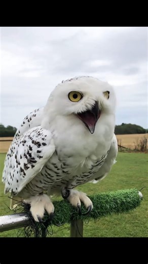 నిద్రలో కూడా అద్భుతాలు చేసే గుడ్లగూబ రహస్యాలు