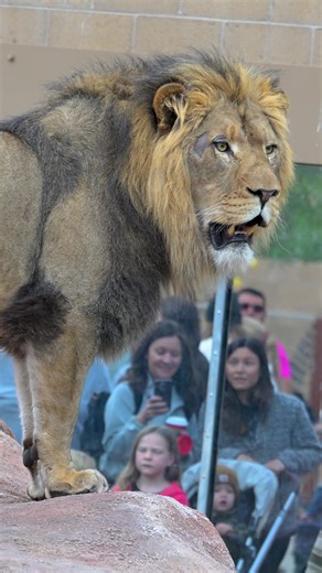 New Year, new face on Predator Passage 🦁 Pilipili took his first steps into the habitat yesterday! He wasted no time exploring every nook and cranny of his new home, finding enrichment, using trees as scratching posts and smelling Zuri & Kamara's favorite spots. Pilipili will continue to have solo time in the habitat to explore before he is introduced to the girls. For the time being, Pilipili will switch every other day with the girls in the habitat. If you're planning a visit to see him this 