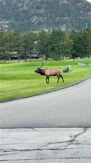 Rowdy Bull Elk Smashes Passing Car || ViralHog