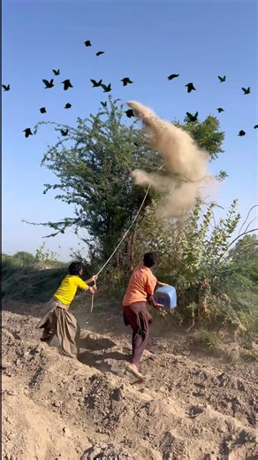 Wild Birds Hunting For Bat 🦇 #hunting #birds #bats #wild #asmr