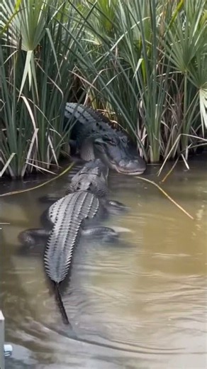 "How Many Are Hiding in There? Alligator Keeps Moving, More Keep Appearing" #crocodile #alligator