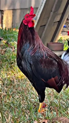 Cardinal Club Kelso of Princess Althea Gamefarm #ayam #gamefarm #kelso #gamefowl #gamefowlbreed