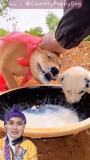 Puppy siblings fighting over milk and meat, the little one starts crying 😭😭 #dubbing CountryPuppyDog