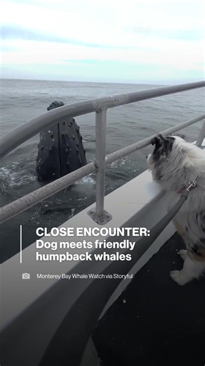 Australian Shepherd Makes Friends with Humpback Whales | Whale-Watching Adventure