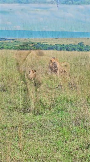 🦁🦁 Lions!! 🦁🦁 #Wildlife #Safari