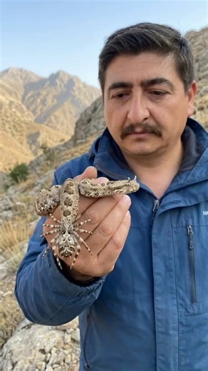 🕷️🐍 Nature’s deadliest trap…In the scorching rocks of Iran’s Zagros Mountains hides a master of deception: the spider-tailed horned viper.Perfectly camouflaged, it lies motionless… while its tail twitches like a juicy, skittering spider.Hungry birds see an easy meal.They dive in.One fatal strike later — the hunter becomes the hunted.Venom. Lightning speed. Game over.This is aggressive mimicry at its most evil-genius level.