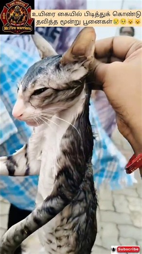 ஆபத்தான (Danger) கிணற்றில் விழுந்த 3 பூனைகள்😢😺😺