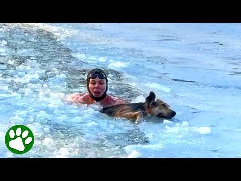 Hero braves icy water to save exhausted dog 👏