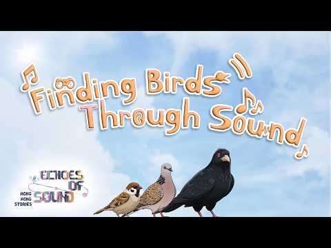Hong Kong Stories - Echoes of Sound | Finding Birds Through Sound | Bird Watching |