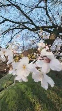 昭和天皇の学ばれた「倫理」―倫理御進講草案抄 昭和初期の大ベストセラー 『定本柳田国男集』七生報国 260329日 #朝 花見の嫌われ者〝〟😖( バナナ焼酎ラーメン人 #武蔵野公園 #ごみ拾い