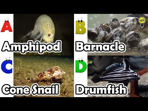 Amazing sea animals | ABC Sea Animals song | English and Animals for Kids #amphipod
