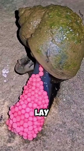 The truth about the "pink egg nest" is brilliant but full of toxins in the field. 🌾