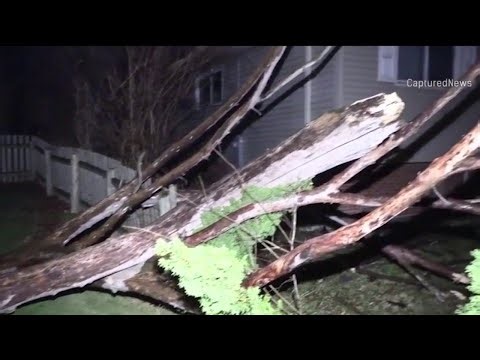 Powerful winds knock down trees in Chicago suburbs