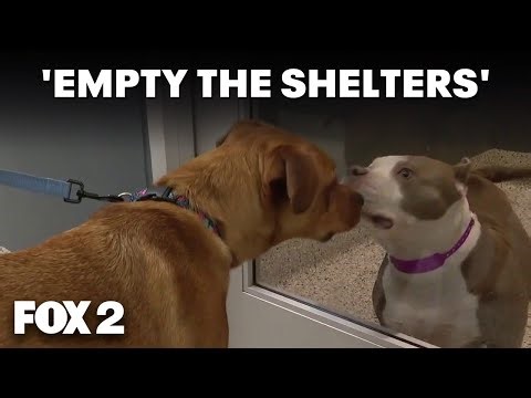 'Empty the Shelters' helps Metro Detroiters adopt for free