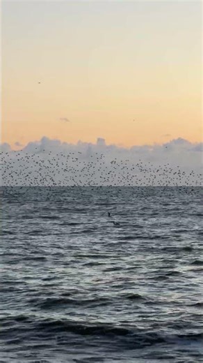 Murmuration of Starlings Above the Sea in Brighton || ViralHog
