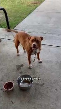 He Left His Dog at a Fire Station. Here's Why! #shorts