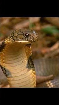 This snake eats other snakes 😮🐍 king cobra #shorts #trending #viral #youtubeshorts #wildlife