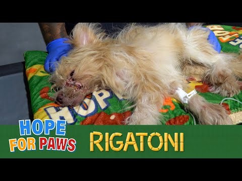 Dog had his mouth duct taped shut!!! 🤬🤬🤬 His recovery is remarkable! 🤩