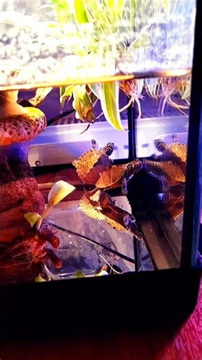 my sweet mississippi map turtle. τα νεροχελωνάκια μου.