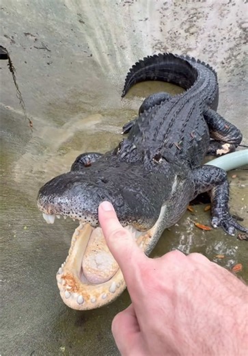 Did you jump? George did 😂 code brown!😂 I’m Kidding, but having but gentle Big Mac spin at you will make Anyone flinch! He certainly does not like having his pond cleaned, especially by George! The disrespect!😂 ~~~Our rescue gators are wild caught nuisance gators that would’ve otherwise been destroyed. The state of Florida destroys 8,000 “nuisance” gators annually, but we don’t have a nuisance gators problem but rather a nuisance HUMAN problem. 1k people a day move to FL, unsustainably develo