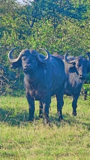 🐃 Buffalo Herd In Mara Ripoi Conservancy 🐃 #Wildlife #Safari