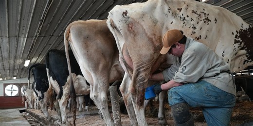 Push for raw milk intensifies across the US, despite illness outbreaks and scientists’ warnings