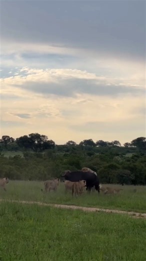 The African buffalo is one of the toughest animals to hunt in the wild it’s part of the Big Five for a reason, not by accident. Powerful, aggressive, and highly protective, a buffalo is almost impossible for a single predator to take down. In fact, no other predator in Africa regularly hunts adult buffalo except lions. Even then, one lion is never enough. Lions succeed only by working as a team usually six or more lions using strength, coordination, and endurance to overpower such a dangerous op