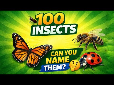 100 Insects Name 🐜 | Complete Insect List You Must Know! | Global List
