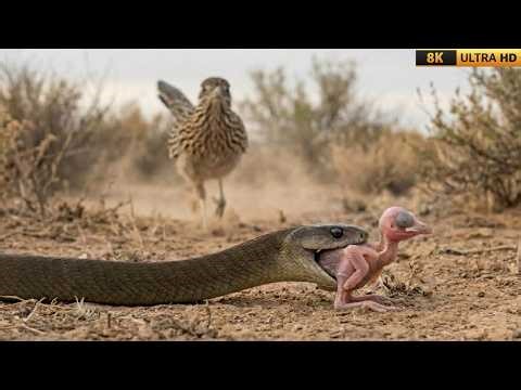 Roadrunner vs. Black Mamba: Mother Takes On World's Deadliest Snake