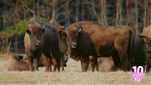 Massive bison group protect each other and guard territory