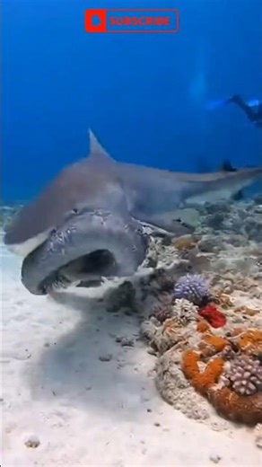 Shark Grabbed a MOREY EEL in Front of Me ⚠️🦈🐍 #shorts #ocean #scary #pulseshock #shark #wildlife