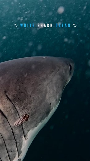 Great White Sharks Swim Together