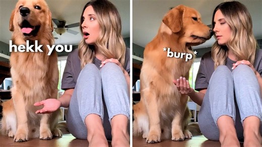 My Dog Tried to Prank Tucker the Golden Retriever
