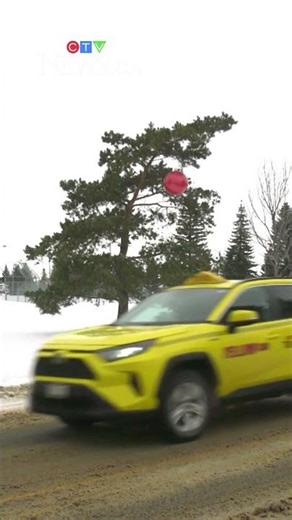 Massive Charlie Brown Christmas tree in Edmonton